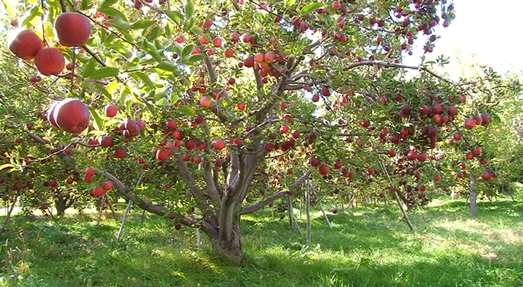 باغ سیب قرمز